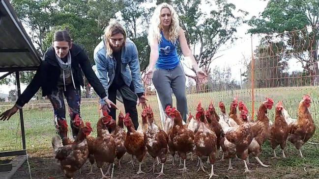 More than 150 free range hens destined for slaughter were rescued from a property at Somersby by NSW Hen Rescue last week.