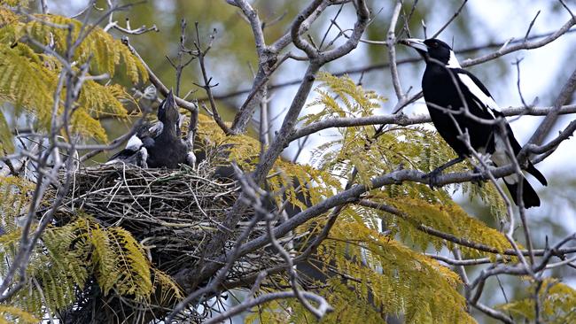 A magpie nest at Hamilton. Photo: Adam Armstrong