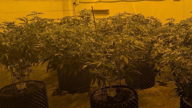 Cannabis plants were also found growing hydroponically at the house. Picture: SAPOL