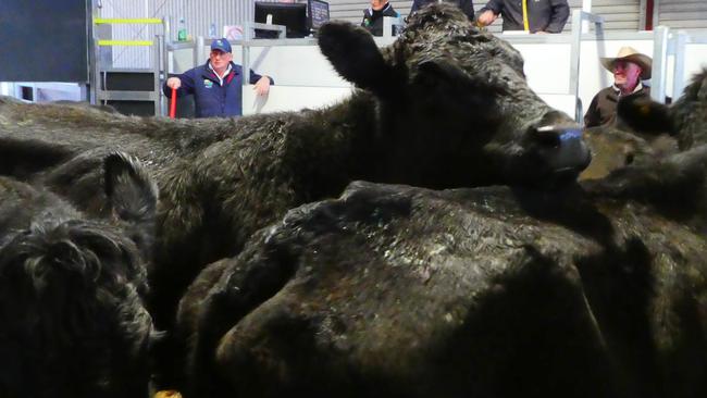 Unpredictable behaviour: The cattle market has become erratic as it bounces between the season and the pressures of coronavirus.