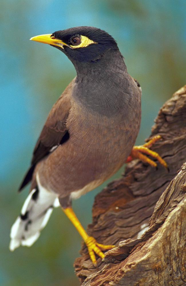 9-native-birds-of-puerto-rico