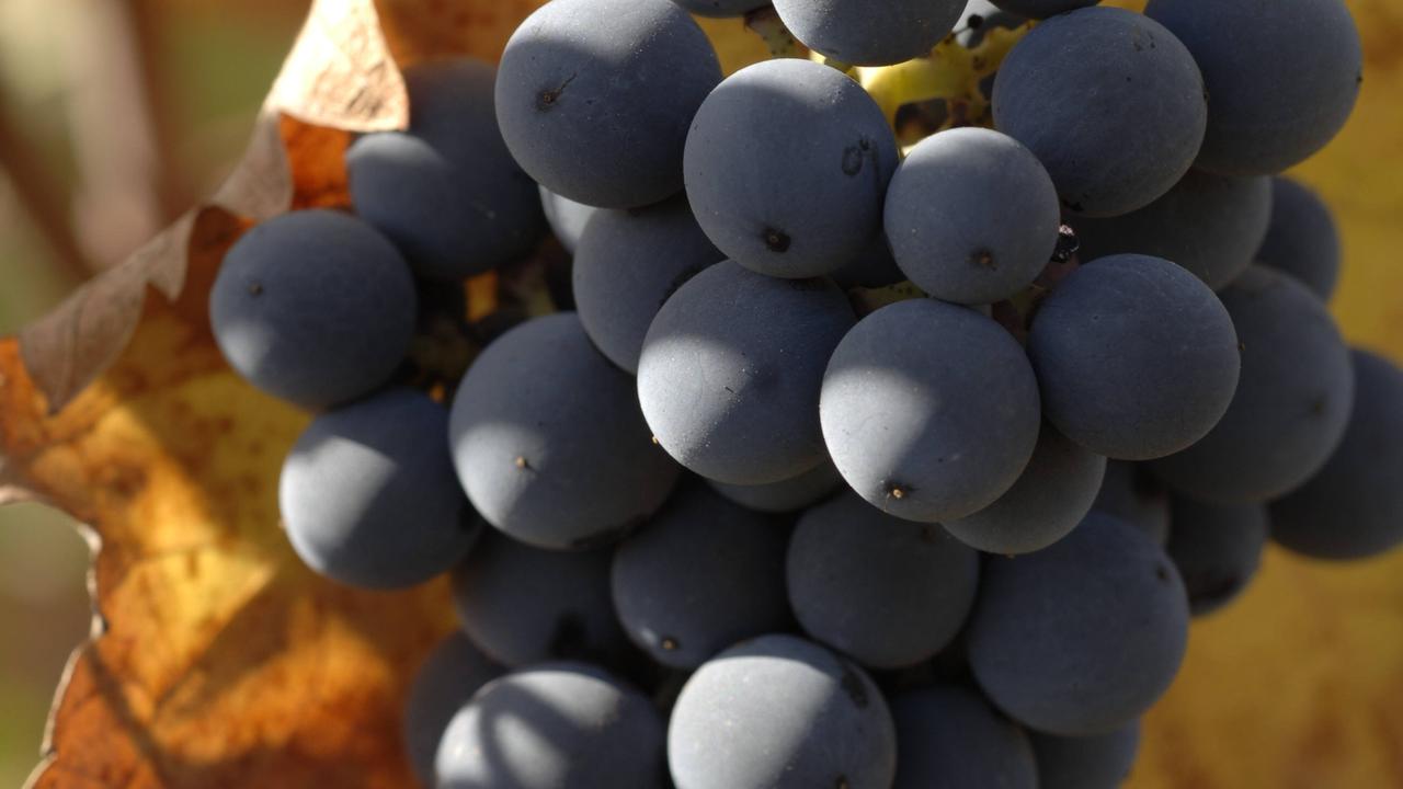 Grape profitability crushed