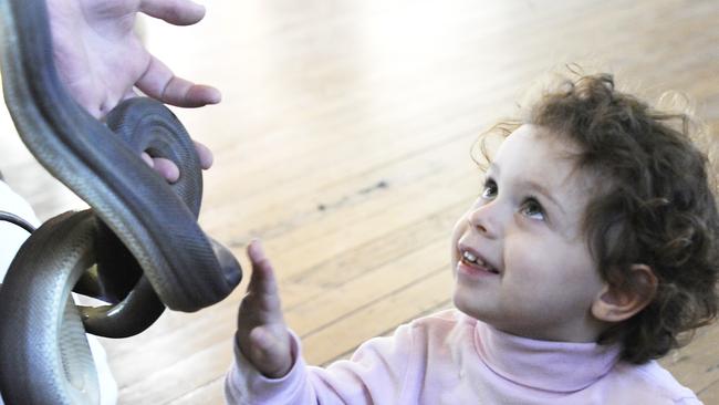 Natasha Ord, 2, pats Cuddles the olive python when Featherdale visited Hewitt House Neighbourhood Centre at Guildford in July 2013. Picture: John Appleyard