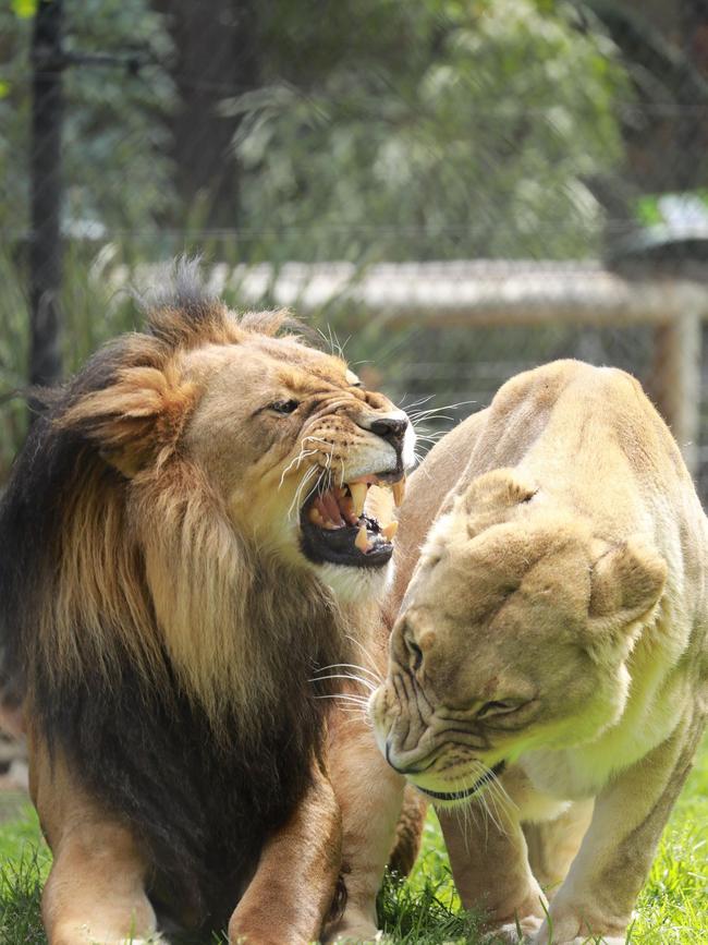 Adelaide Zoo lions Mujambi and Amani have a testing moment together. Picture: Leighton Cassebohm