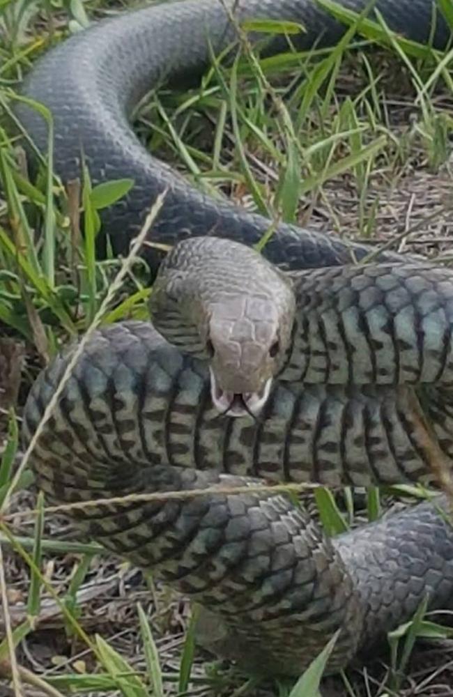 Snake bites: Three Victorians bitten in four hours | news.com.au ...