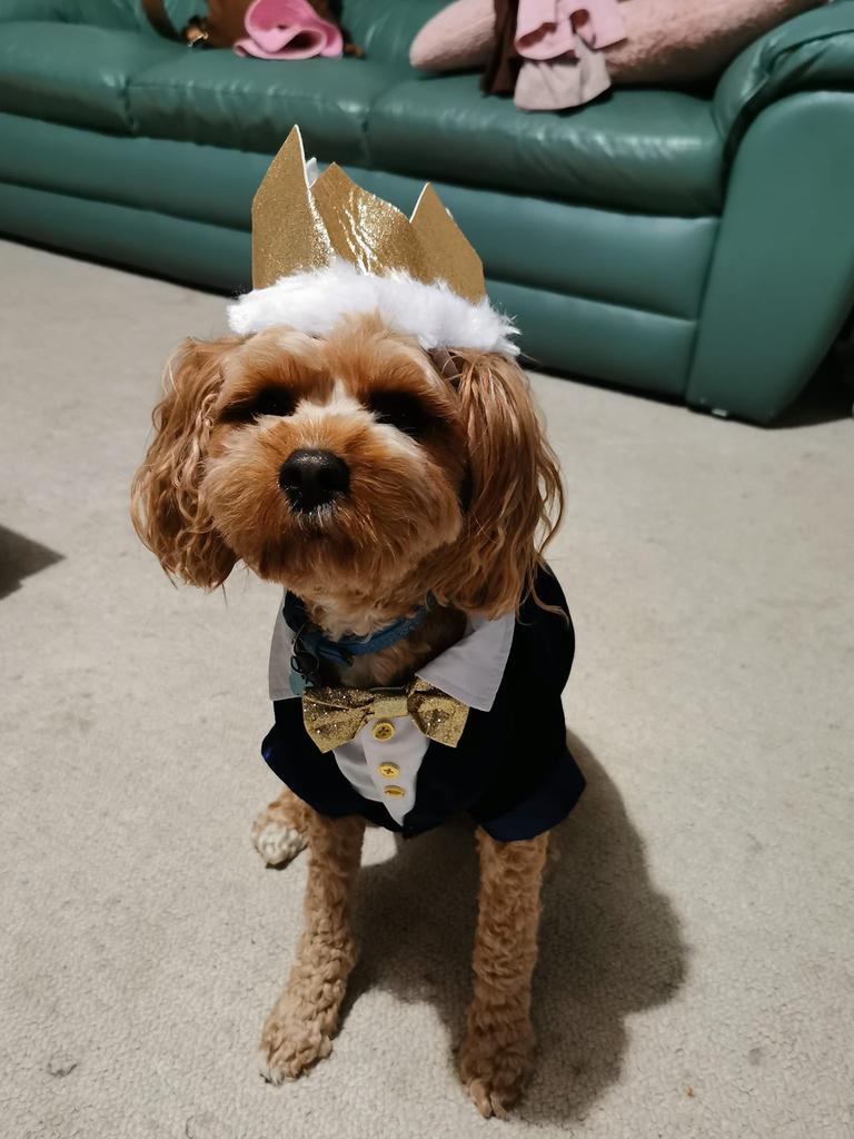 Tassie most stylish dog nominee: Ruben - Cavoodle