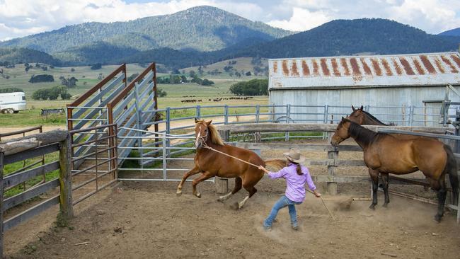 Bonnie Orchard working an unbroken brumby in the yards. Picture: Zoe Phillips