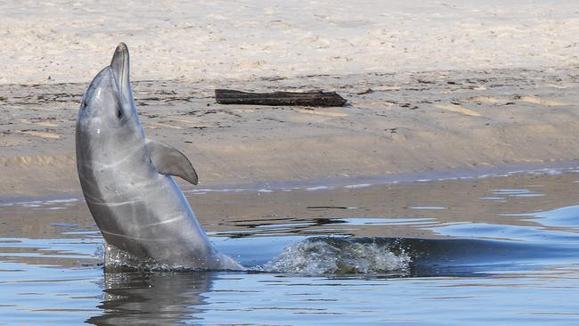 A young dolphin shows off to onlookers in the Torrens outlet at West Beach. Picture: Mark Brake