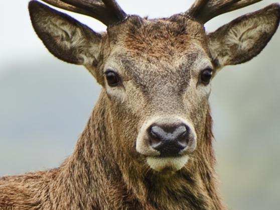 Generic picture of a deer for story about motorcyclist who collided with one in Orangeville.