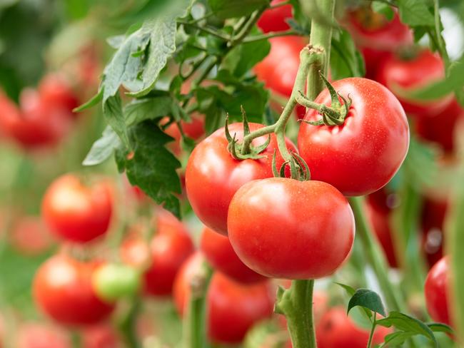 Three ripe tomatoes on green branch. Home grown tomato vegetables growing on vine in greenhouse. Autumn vegetable harvest on organic farm.