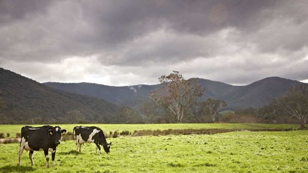 The court heard Peter Andrew Tierney works as a dairy farmer.