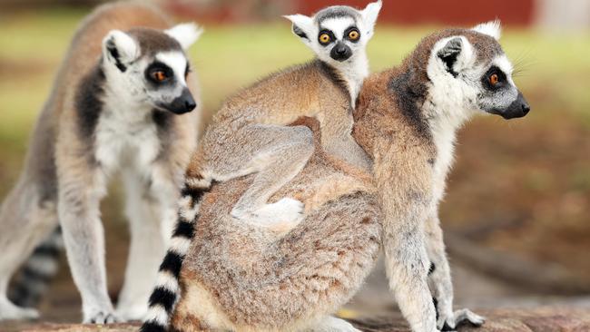 Zakou loves doing zoomies — but always heads back to the safety of mum. Picture: Tim Hunter