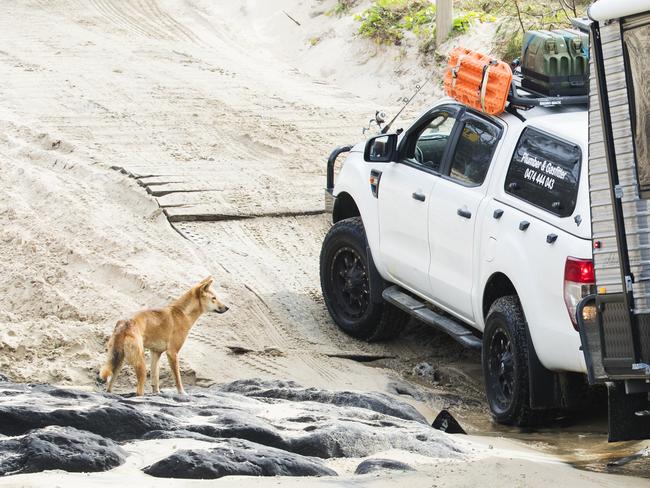 A Dingo approaches a 4wd towing a caravan near Yidney Rocks on Fraser Island. Photo Lachie Millard