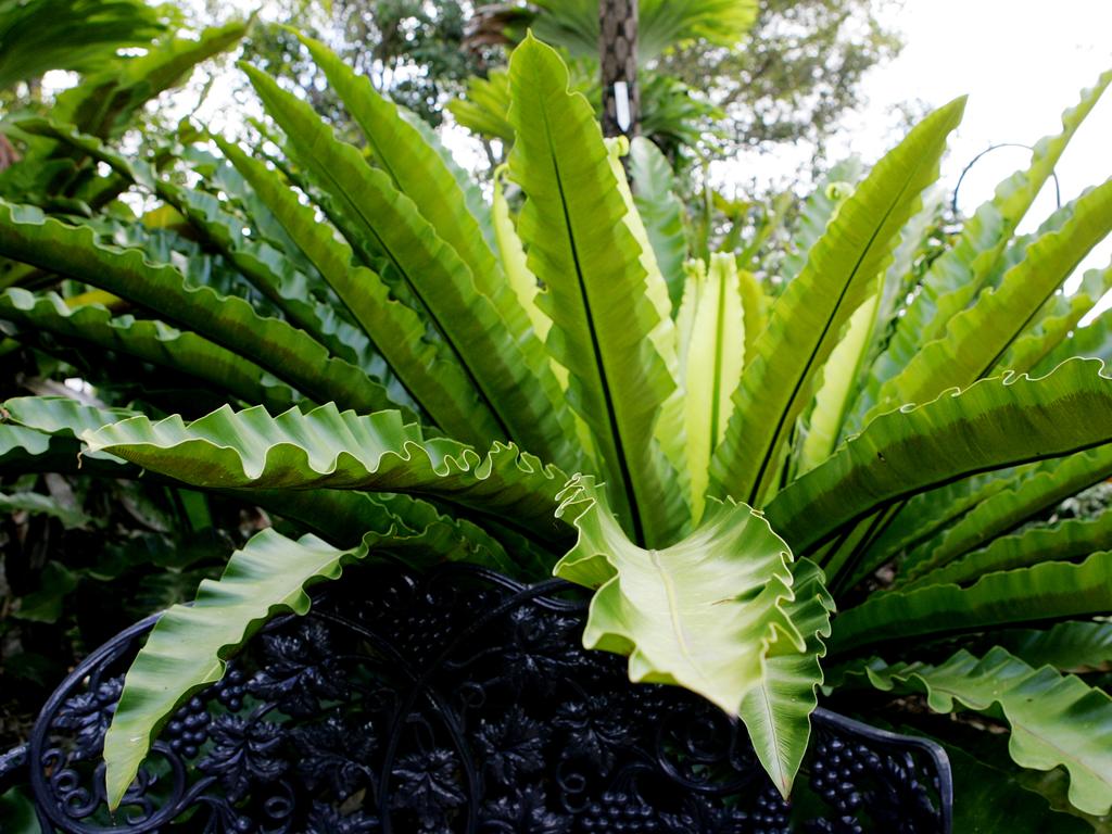 22 Sept 2005 Dennis and Christine Nielson and their native Garden at Loganholme. Bird's Nest Fern PicMark/Calleja gardening plants ferns