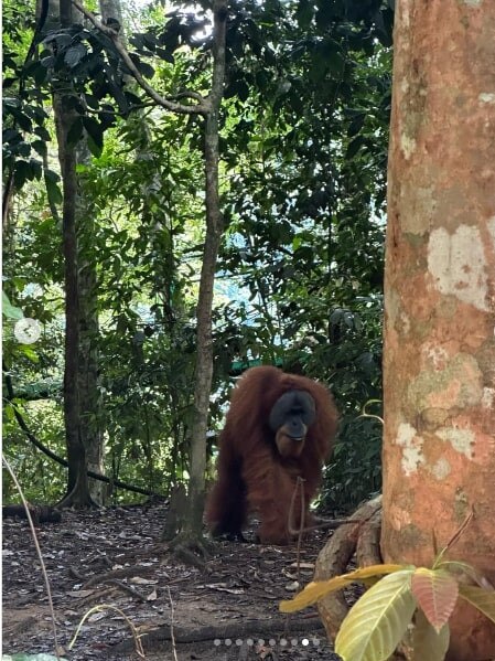 The photos reveal an interaction with orang-utans, which Mr Foote described as "amazing". Picture: Instagram