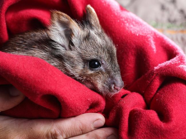 Little bettong joey injured in wild storm