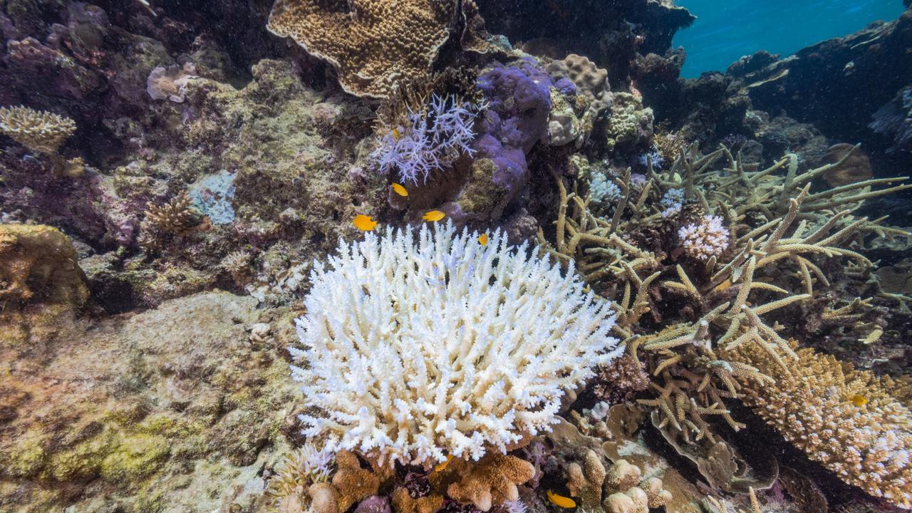 Low to now bleaching on some areas of Great Barrier Reef Marine Park ...