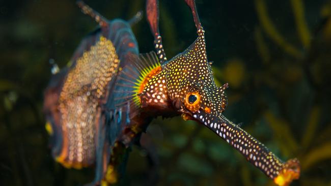 A weedy sea dragon at Waubs Bay, Bicheno, Tasmania. Photo: Joanna Smart.