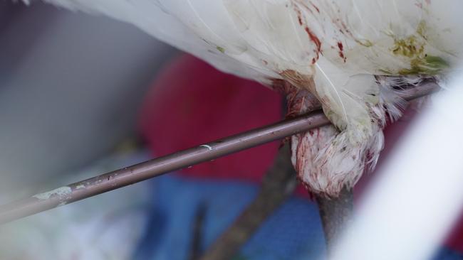 An ibis at Caboolture was shot through the leg with an arrow. Photo supplied