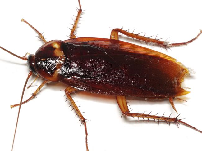 Close up of a cockroach on white background.