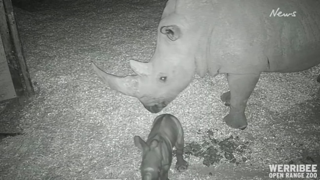 Zoo welcomes baby white rhino