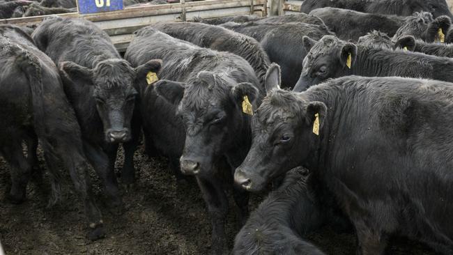 Feedlots remained the dominant force at today’s store cattle sale at Pakenham. File photo: Thursday June 6, 2020.