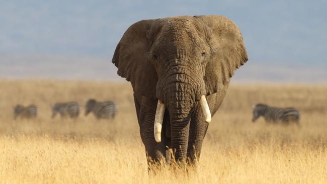 Mbanje (not pictured), the 30-year-old elephant, was shot to death after the attack.