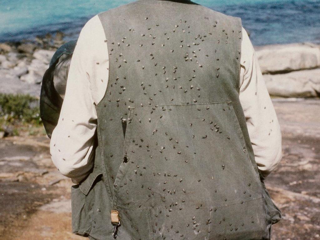 Hot spring weather has accelerated fly breeding this year. Picture: Professor Theo Evans