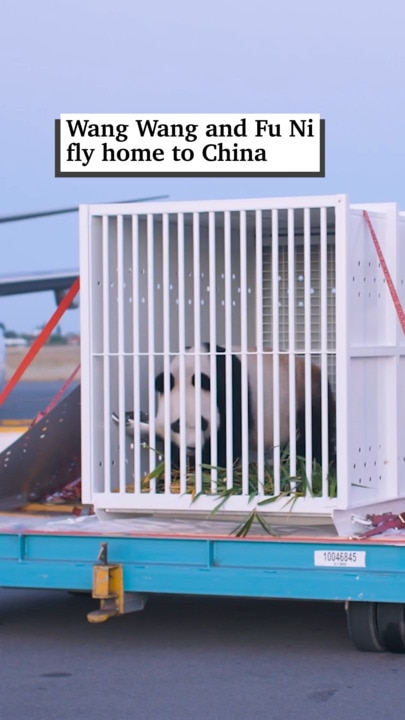 Giant Pandas Wang Wang and Fu Ni fly home to China