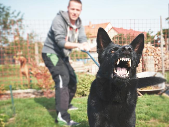 Aggressive dog is barking. Young man with angry black dog on the leash.