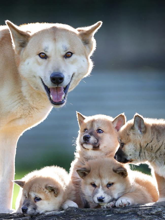 A dingo family. Picture: David Caird