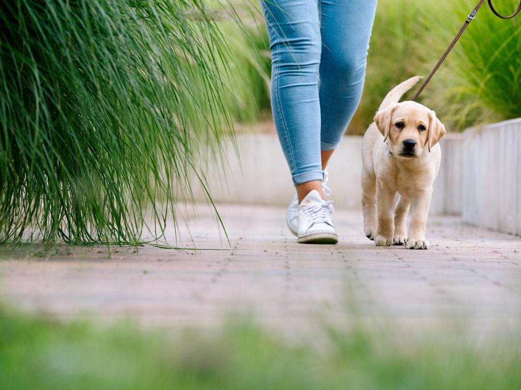 At number eight, Labradors continue to hold a place in the hearts of Aussies as loyal, friendly companions who love being active and outdoors. Picture: iStock