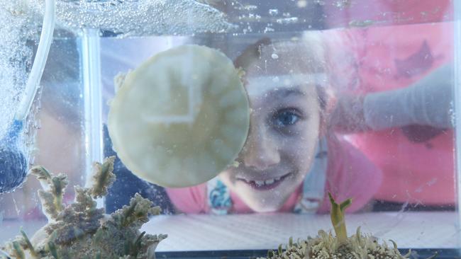 Esme Wyer, 9, Ormeau looks at an upside down jellyfish from Sea World. Picture: Glenn Hampson