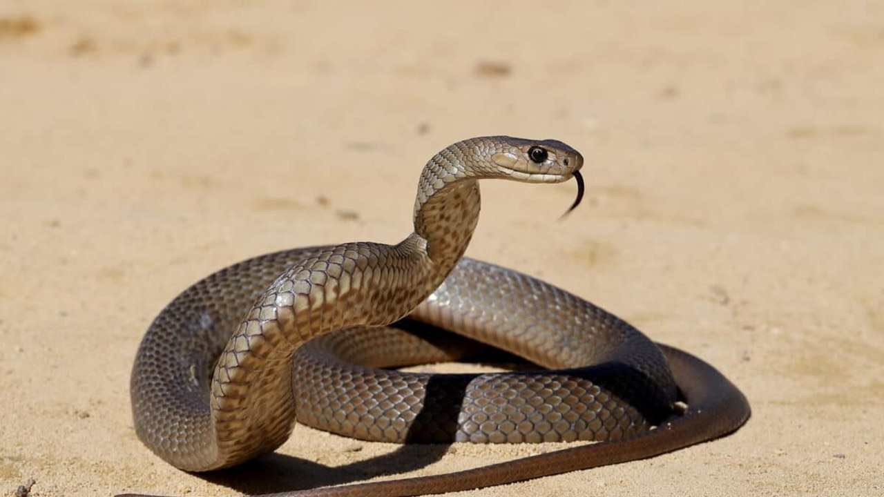 Snake bites on the rise across Darling Downs, South West Qld