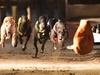 Greyhound advocates slam proposed changes to racing laws
