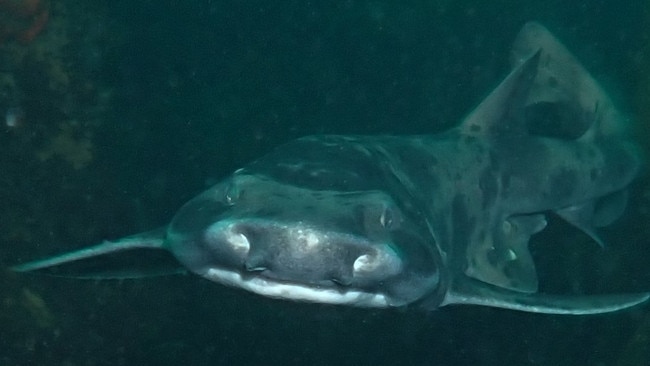 Divers followed by a harness swell shark. Picture: Michael Jacques