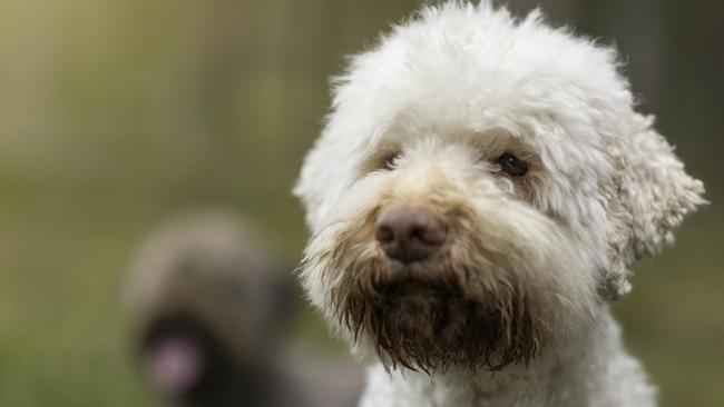 Allowing pets on planes a ruff idea or a great innovation? Let us know what you think.