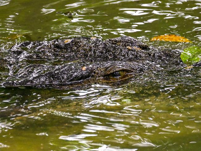 A crocodile swims in a river at the Sungei Buloh Wetlands Reserve in Singapore on January 15, 2025. (Photo by Roslan RAHMAN and ROSLAN RAHMAN / AFP)