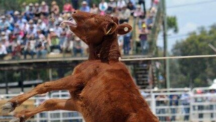 There have been calls by the RSPCA to ban calf roping. Picture: RSPCA