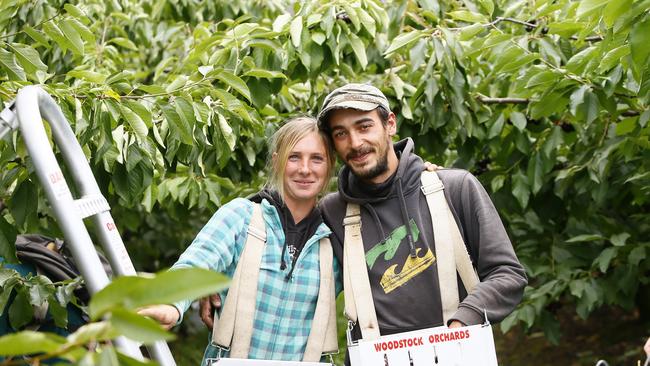 Segolene Chazottes, 27, and Steven Ros, 26, both of France, at Woodstock Orchards. Picture: MATT THOMPSON