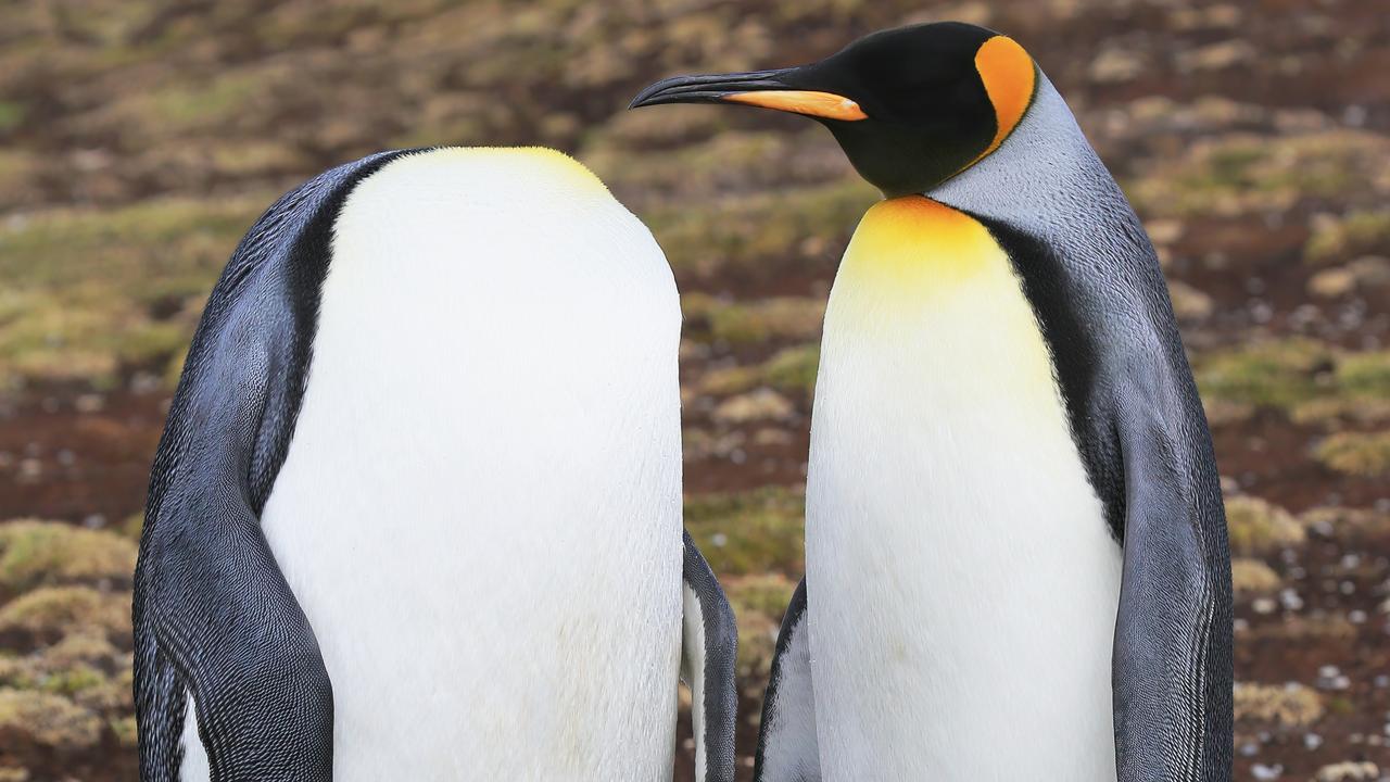 This pair of king penguins was snapped on the Falkland Islands by Martin Grace in a shot he calls Keep calm and keep your head. Picture Martin Grace/comedywildlifephoto.com