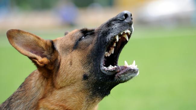 ‘Urgent’ change needed to stop dog attacks