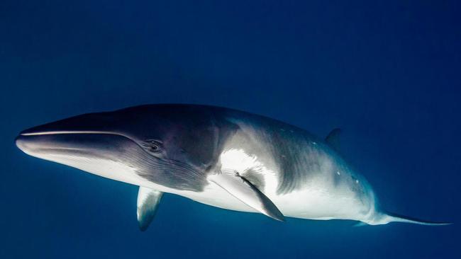 Dwarf Minke Whale photographed off Port Douglas by Divers Den.