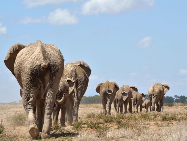 Elephants trooping to a water hole at the Amboseli national reserve. Nearly three-fifths of all animals with a backbone have been wiped out since 1970 by human appetites and activity, according to a grim study released by the WWF. Picture: Tony Karumba. Picture: Tony Karumba