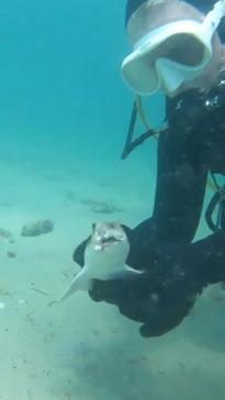 Aussie divers save trapped baby shark