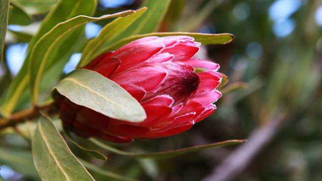 Sitting pretty: A Possum Magic protea. Pictures: Andy Rogers