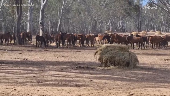 Flood stranded Barmah brumbies