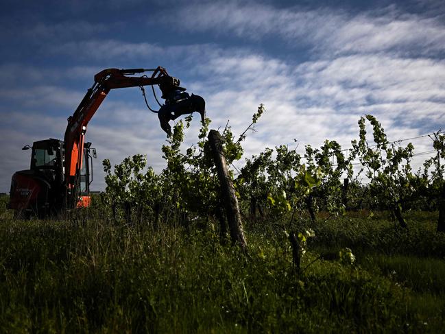 An employee mans a backhoe to grub up an area of vines in Saint-Martin-de-Sescas, southeast of Bordeaux, on April 18, 2024. With Bordeaux wines selling less in recent years, winegrowers have been grubbing up vines to maintain sales costs and avoid overproduction. (Photo by Philippe LOPEZ / AFP)