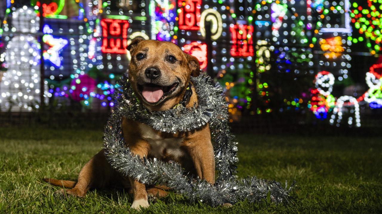 Charlie sits with the Christmas lights display of his masters Leanne and Peter Cook of Newtown, Saturday, December 18, 2021. Picture: Kevin Farmer