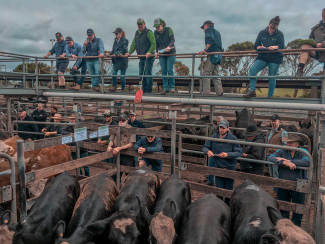 Action from the Warrnambool store cattle sale held on November 22, 2019. Picture: Madeleine Stuchbery